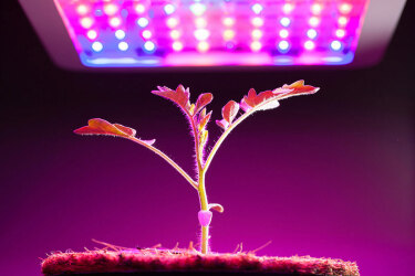 خرید لامپ رشد گیاه ارزان از فروشگاه لوازم الکتریکی شاندرشاپ